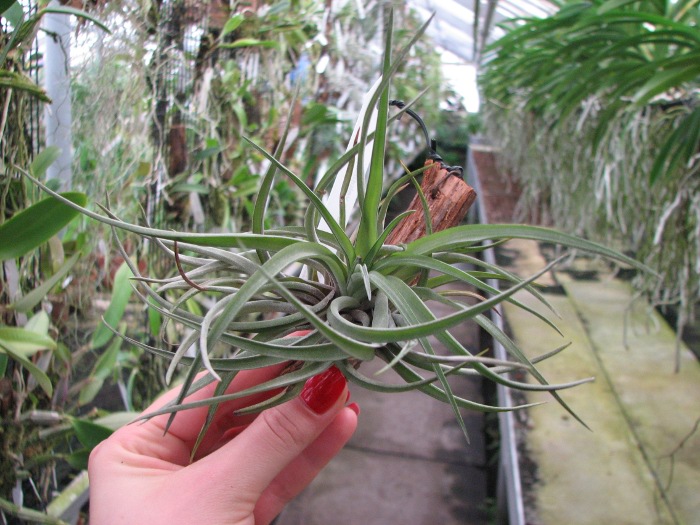 Tillandsia velutina.JPG