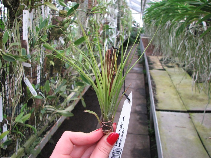Tillandsia tricolor var. melanocrater.JPG