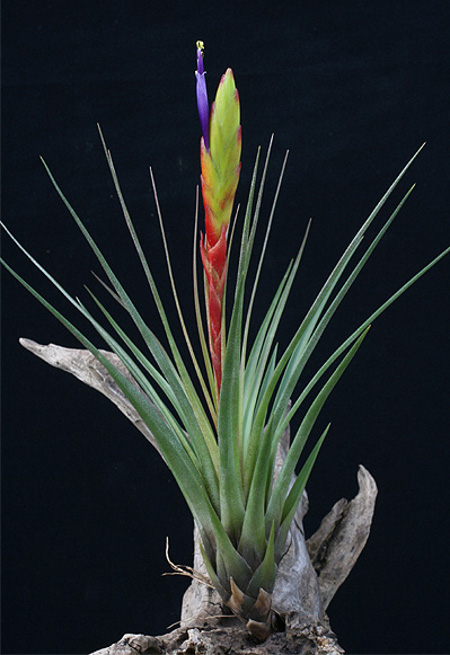 Tillandsia tricolor var. melanocrater .jpg