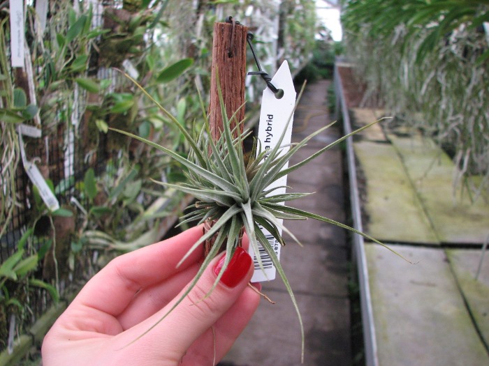 Tillandsia vernicosa hybrid.JPG