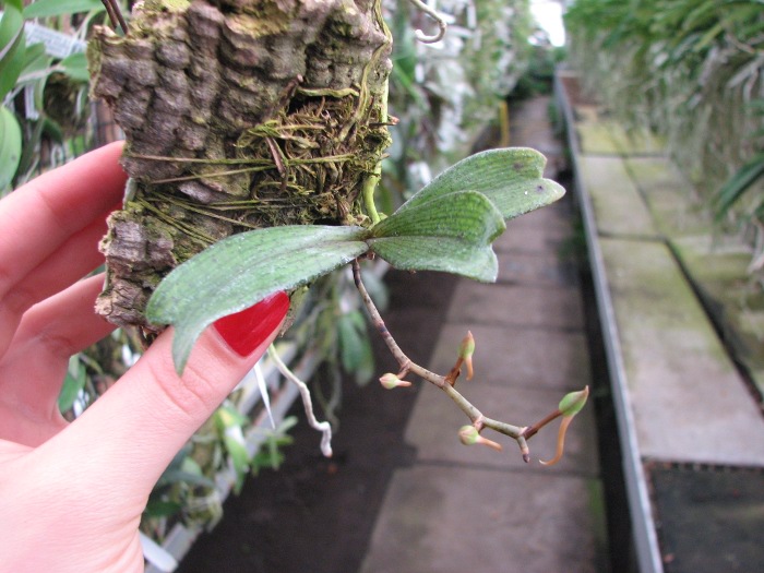 Aerangis biloba.JPG