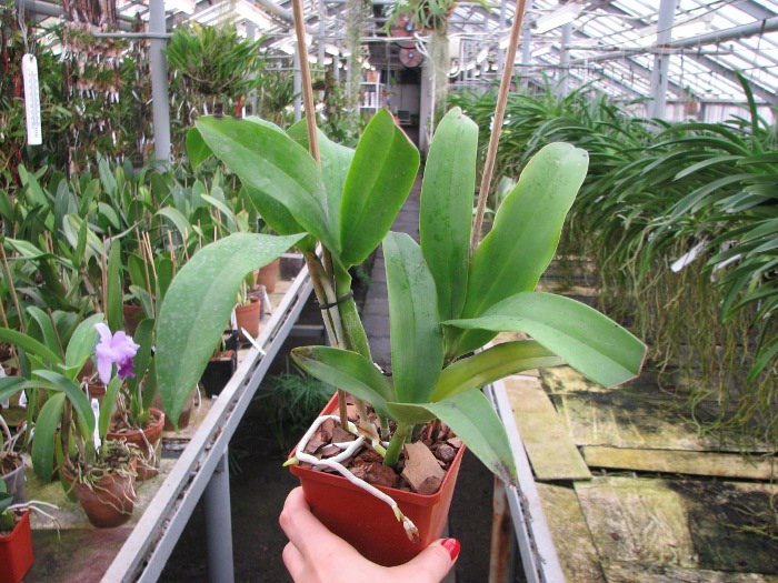 Epicattleya Siam Jade 'Avo' (Cattleya Penny Kuroda x Epicattleya Vienna Woods).JPG