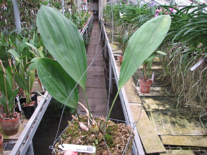 Stanhopea connata.JPG