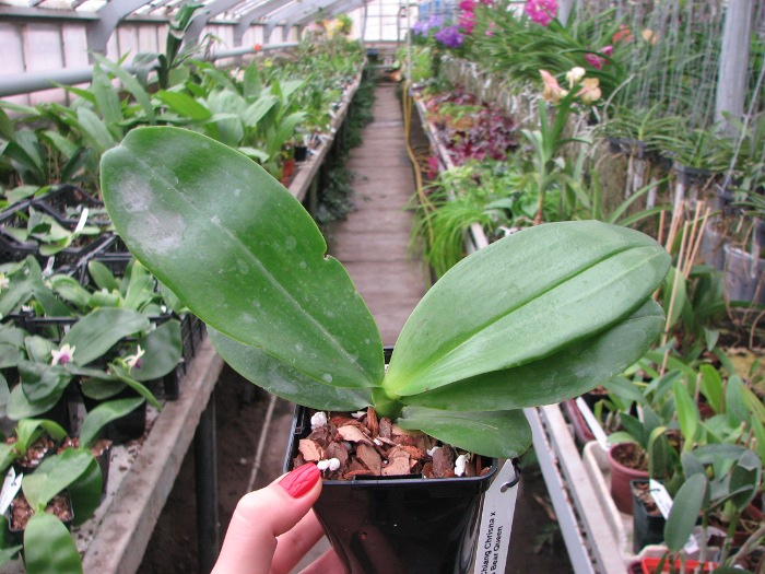 Phalaenopsis Tzu Chiang Chrisna x Phalaenopsis LD's Bear Queen.JPG