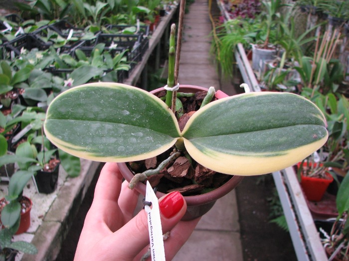 Doritaenopsis Sogo Vivien Variegated leaf.JPG