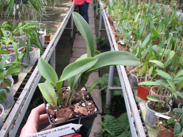Potinara Free Spirit x Brassavola digbyana 'Uncle Pig'.JPG