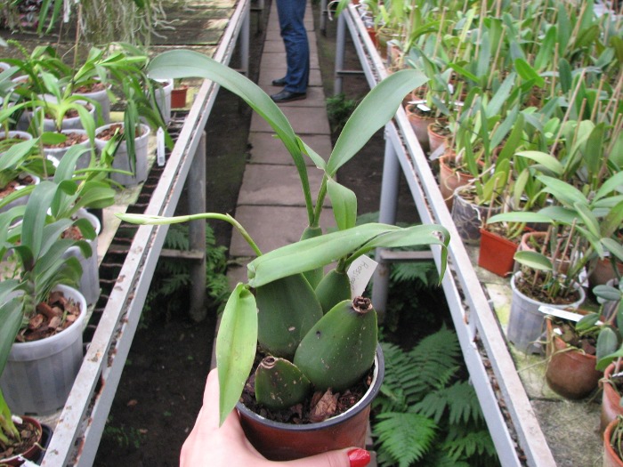 Rossioglossum 'Rawdon Jester' (Rossioglossum grande x Rossoiglossum williamsianum).JPG