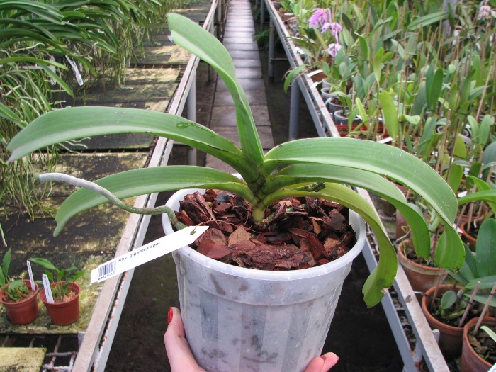 Rhynchostylis gigantea spot.JPG