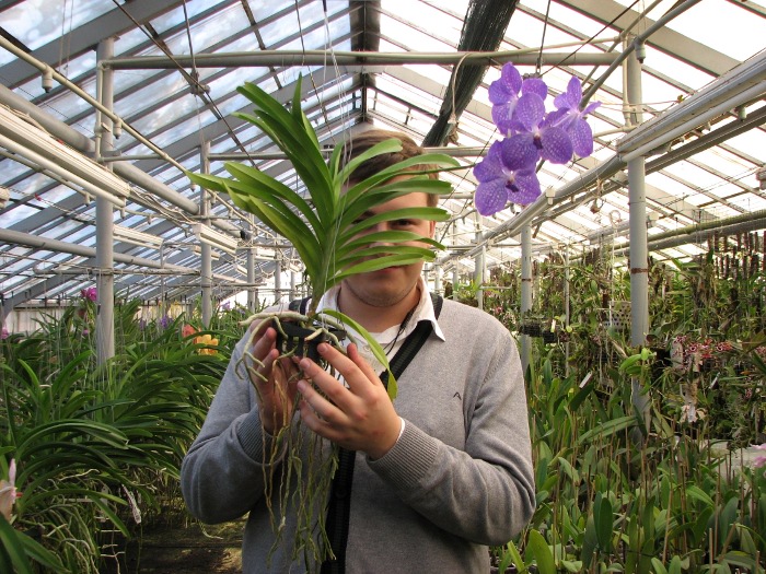 Vanda Sansai Blue.JPG