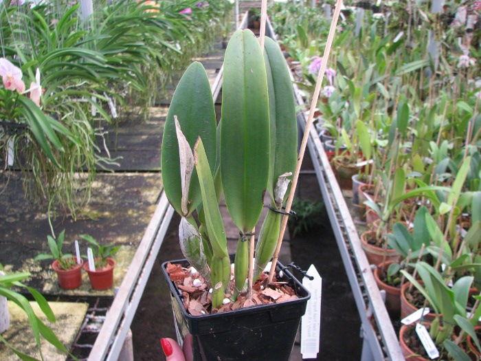 Laeliocattleya Haw Yuan Angel 'Small Beauty' x Brassavola digbyana 'Mr. Pig'.JPG