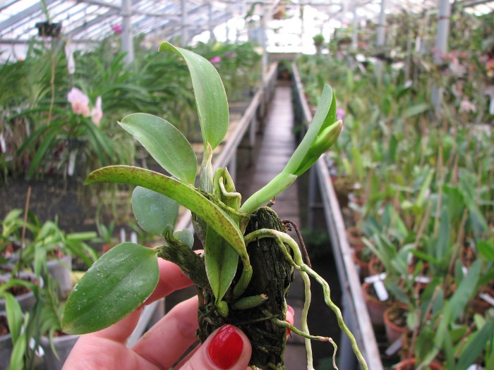 Laelia alaori escura x self.JPG