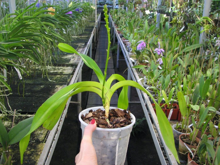 Aerides quinquevulnera var. calayana.JPG