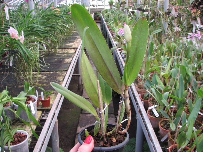 Laelia Newberry Sprite (Laelia perrinii x Laelia pumila).JPG