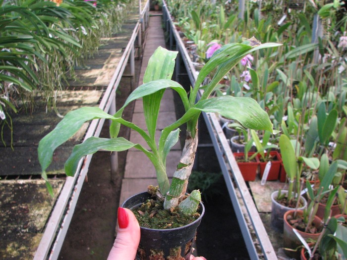 Catasetum pileatum 'Oro Verde'.JPG