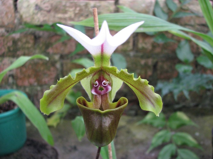Paphiopedilum spicerianum.JPG
