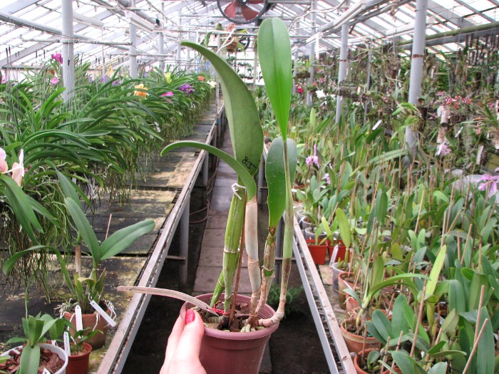 Brassavola glauca x Cattleya intermedia.JPG