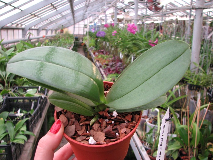 Phalaenopsis Mituo Sun x Phalaenopsis Prima B.B..JPG