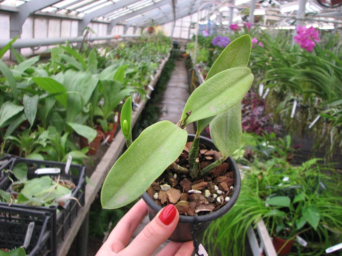 Laeliocattleya Imperial Charm 'Sato' (Pri Pri x Imperial Wings).JPG