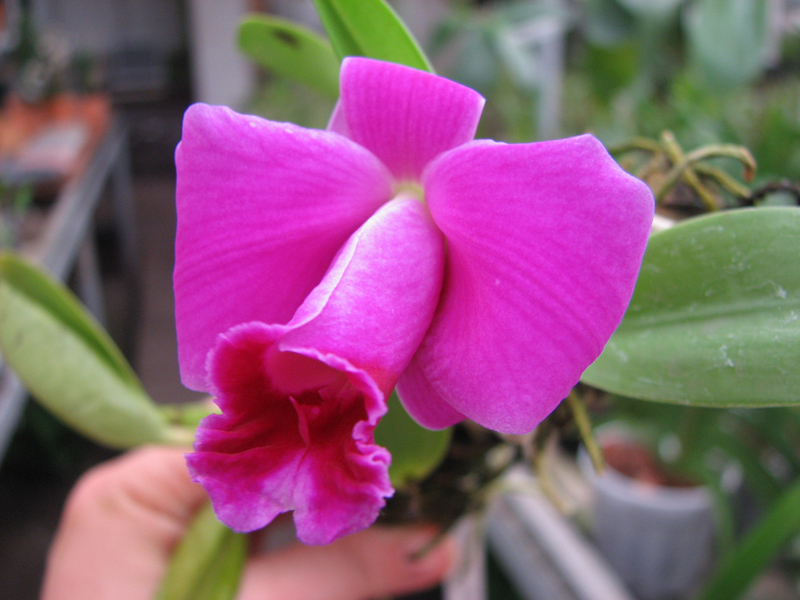 Laelia pumila 'Topazio Vermelho' (Z-71) x Laelia pumila 'Granada'.jpg