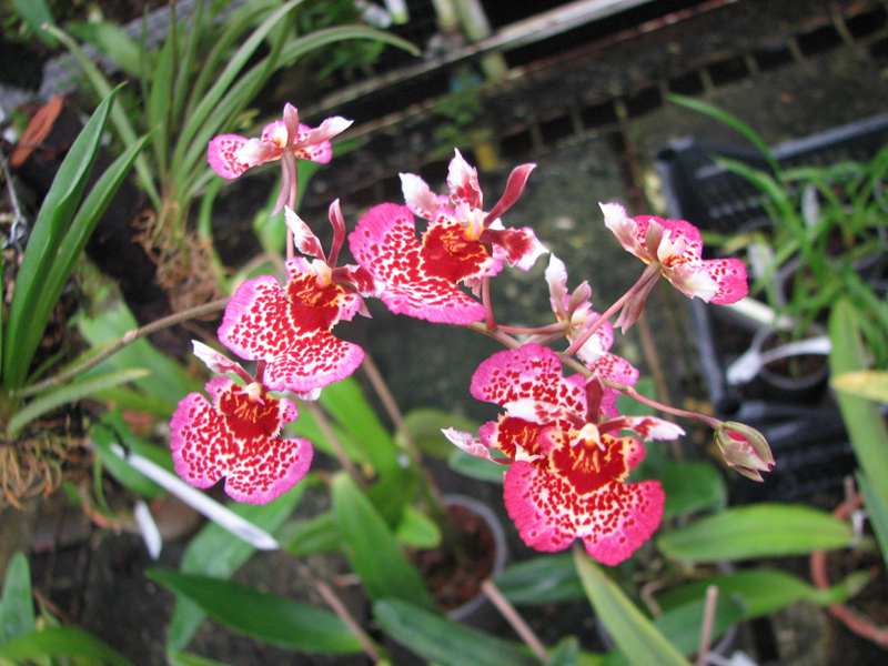 Tolumnia hybrid.jpg
