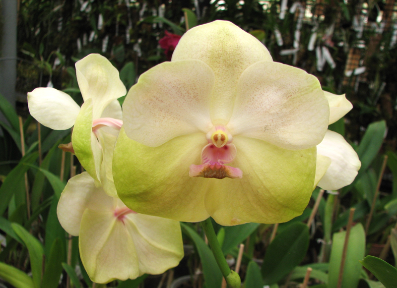 Vanda Sumon Spot x Ascocenda Pahirot x Ascocenda Kutlana Brown.jpg