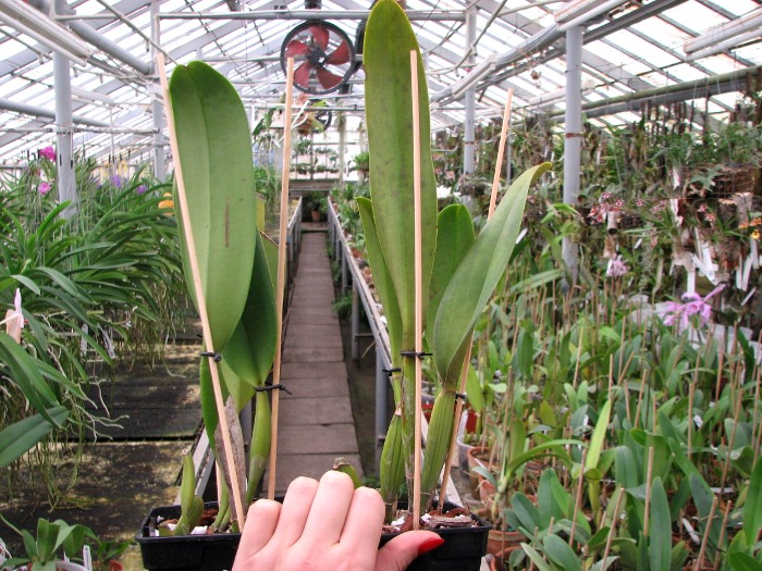 Brassolaeliocattleya Chia Lin 'Chang Tai' x Brassolaeliocattleya Pamela Finney 'Big Bull'.JPG