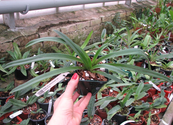 Paphiopedilum hirsutissimum var. esquirolei.JPG