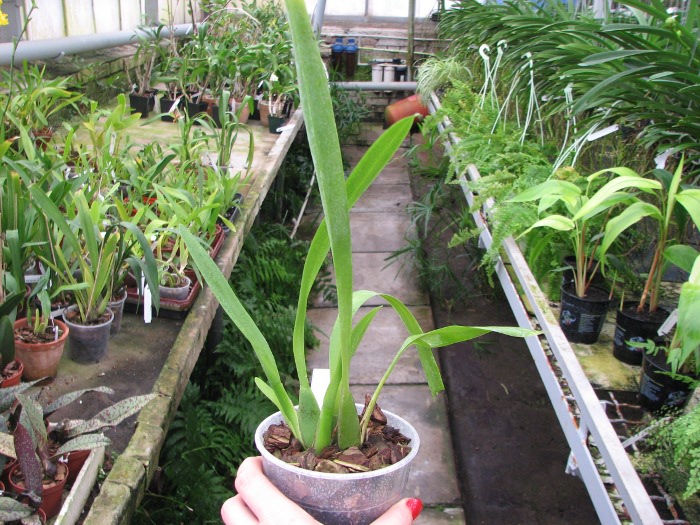 Zygopetalum 'Rhein Moonlight'.JPG