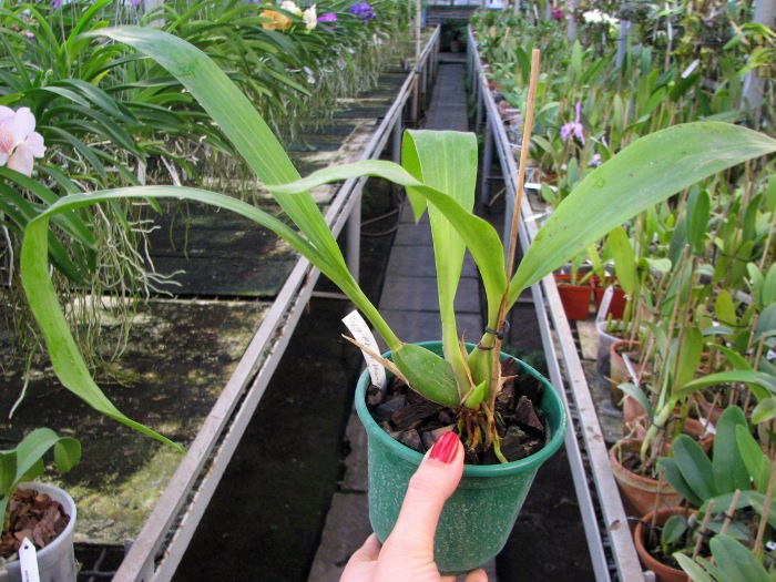 Zygopetalum Rhein Harlequin 'Cappuccino'.JPG