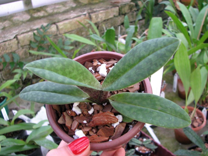 Paphiopedilum venustum.JPG