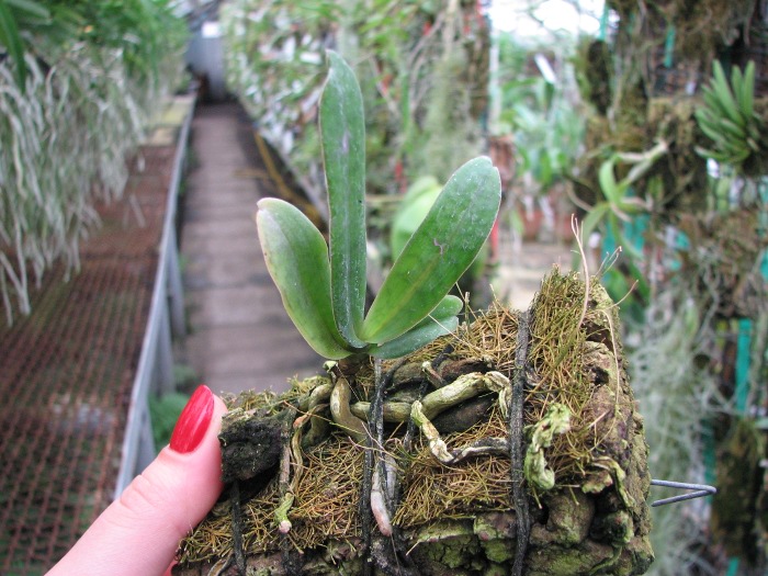 Aerangis coriacea.JPG
