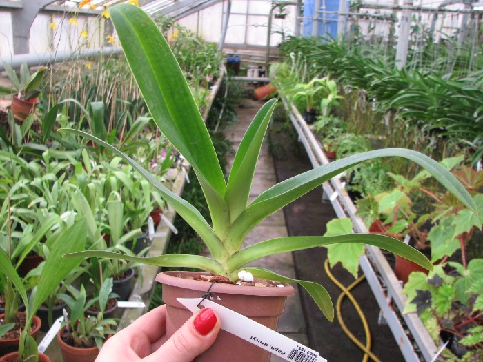 Paphiopedilum druryi.JPG