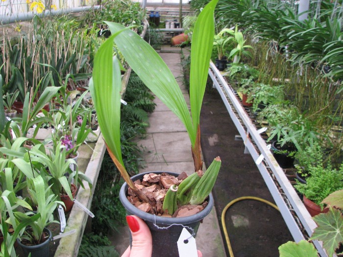 Coelogyne marmorata.JPG