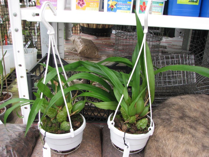 Coelogyne cristata.JPG