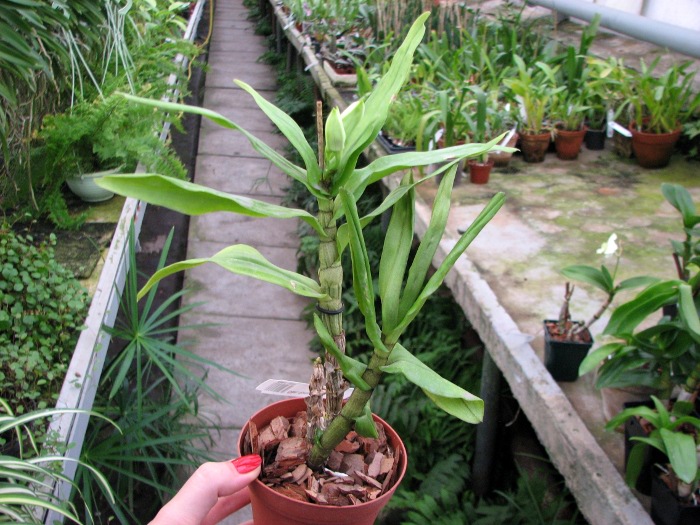 Dendrobium formosum.JPG
