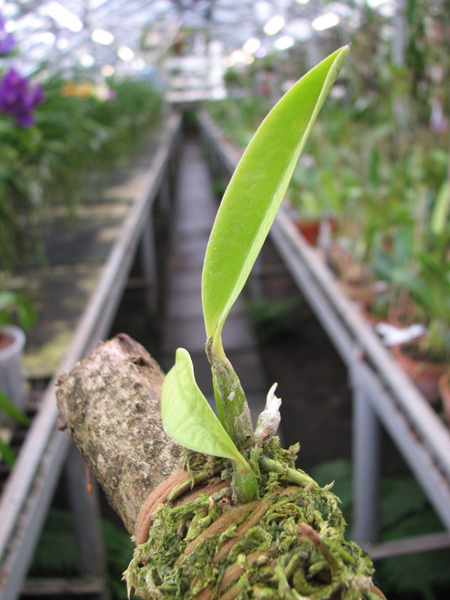 Laelia pumila coerulea '#2' x Laelia pumila coerulea 'Da Rosinha'.jpg