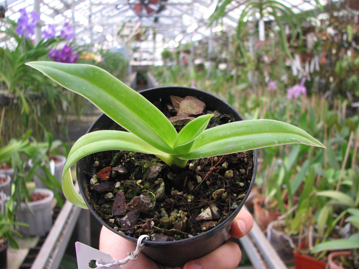 Phragmipedium kovachii x Jason Fischer.jpg