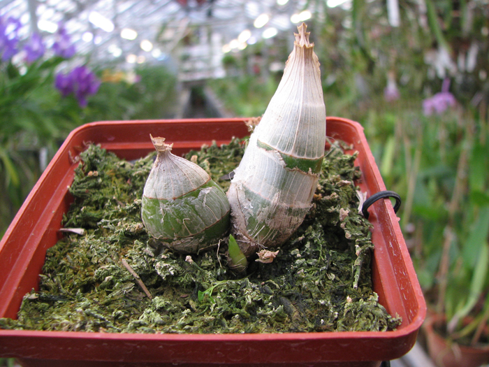 Monnierara Millenninum Magic 'Witchcraft'.jpg