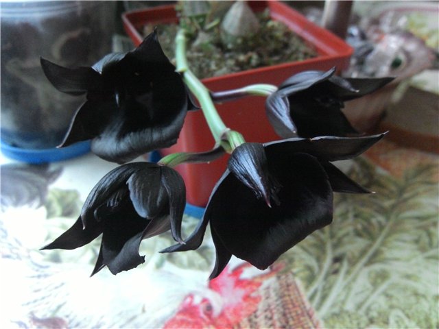Monnierara Millenninum Magic 'Witchcraft'.jpg