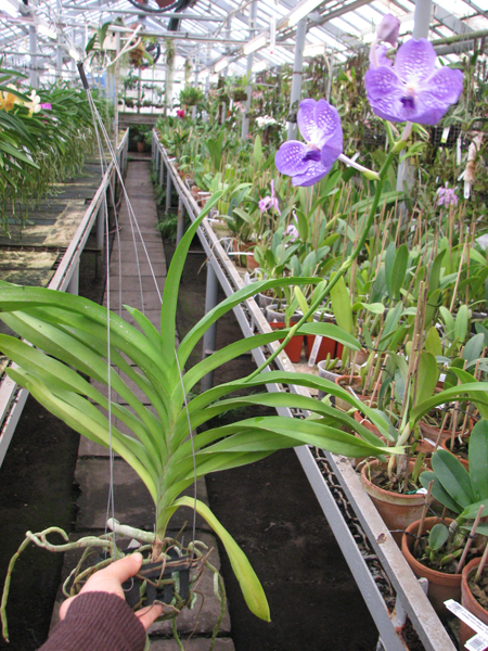 Vanda Sansai Blue.jpg