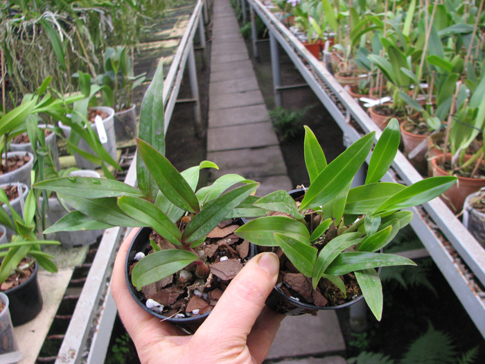 Dendrobium Hibiki (laevifolium x bracteosum).jpg