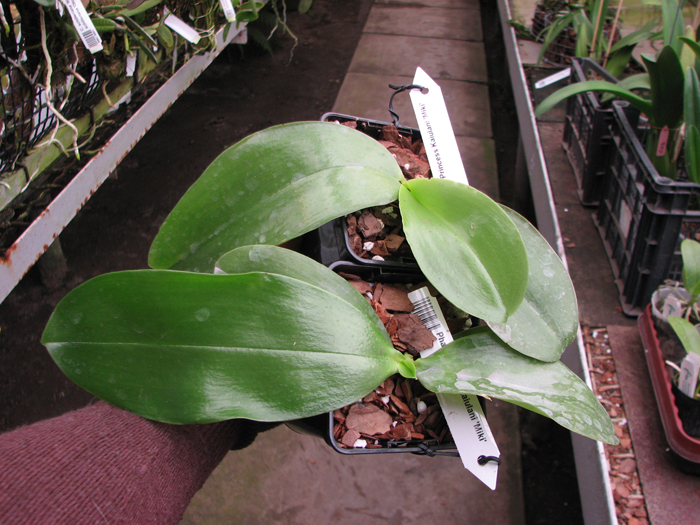 Phalaenopsis Princess Kaiulani 'Miki'.jpg