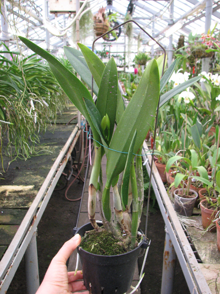 Laeliocattleya Purple Cascade 'Fragrance Beauty' (Interglossa x Tokyo Magic).jpg