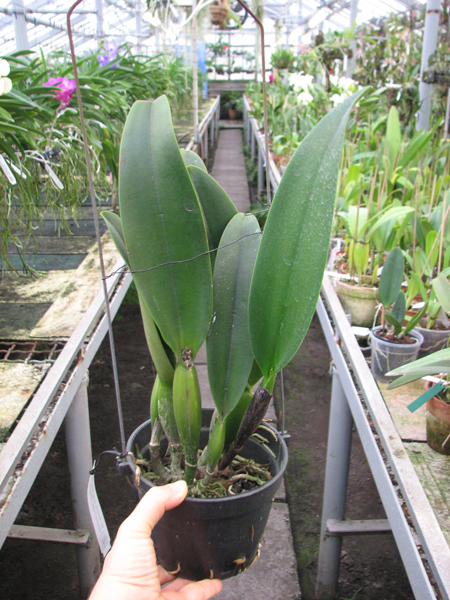 Brassolaeliocattleya Chia Lin 'New City' (Oconee x Maitland).jpg