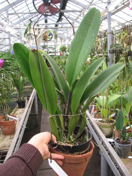 Laeliocattleya White Spark 'Panda' (Shellie Compton x Moscombe).jpg