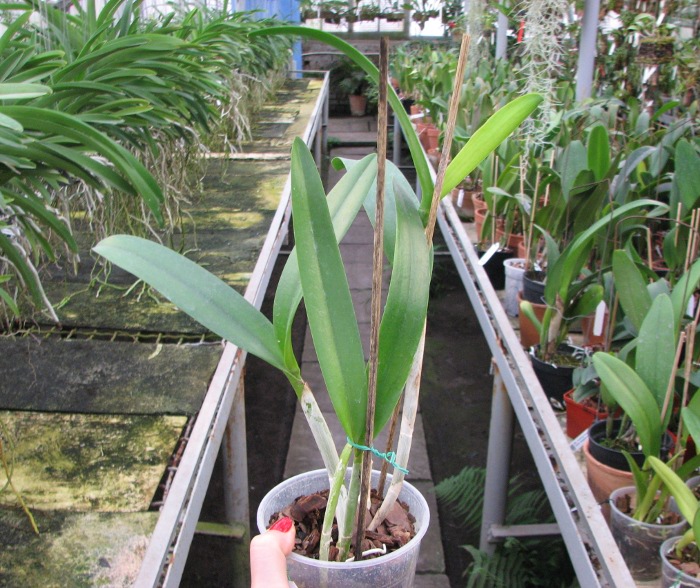 Brassocattleya Angel Lace (Cattleya Little Angel x Brassavola digbyana).JPG