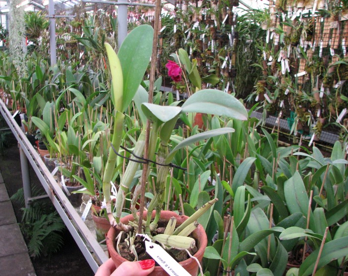 Cattleya aurantiaca x Brassavola glauca.JPG