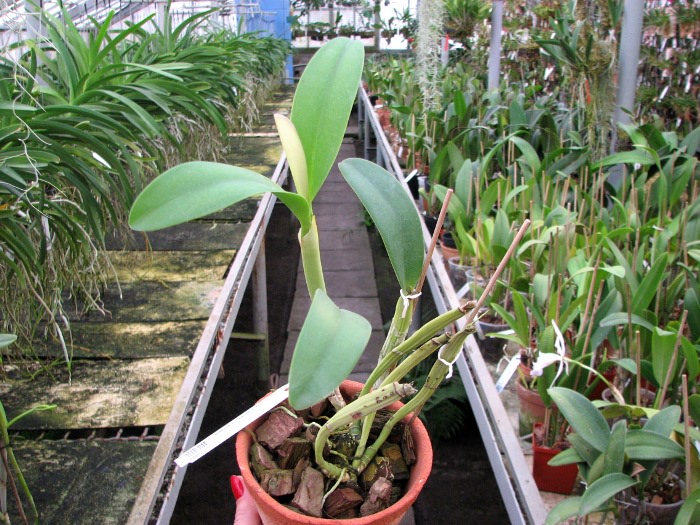 Cattleya luteos forbesii x Brassavola cucullata.JPG
