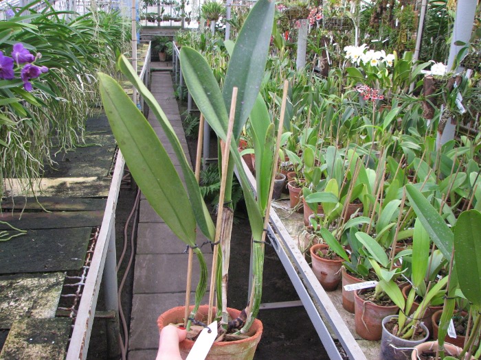 Cattleya mendelii.JPG