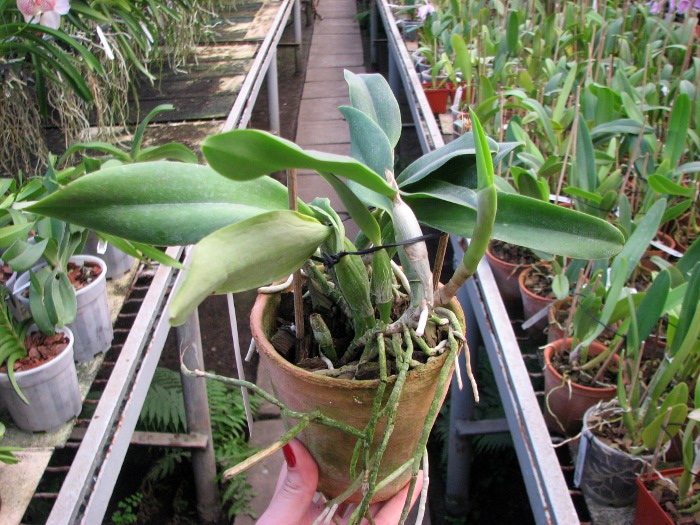 Laeliocattleya Mini Purple 'Blue Pacific' (pumila x walkeriana).JPG